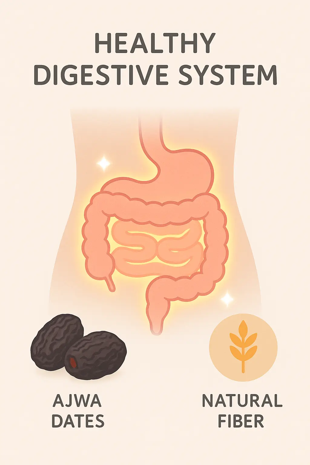 healthy digestive system illustration